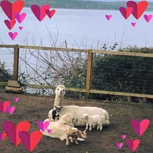 Meet your Posher, Joyce